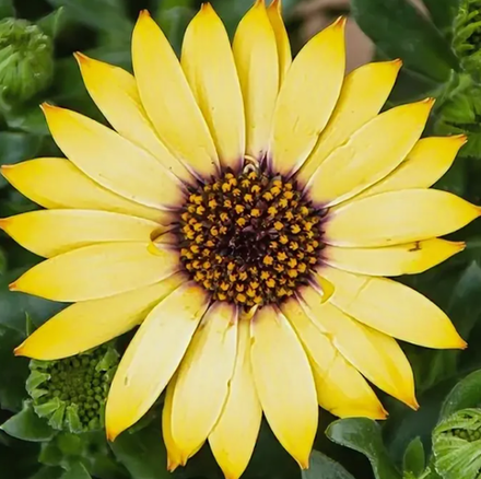 Остеоспермум ампельный Osticade Yellow ЕВРО ОКС укорененный черенок