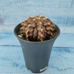 Gymnocalycium T-Rex Pink hybride (Гимнокалициум T-rex)