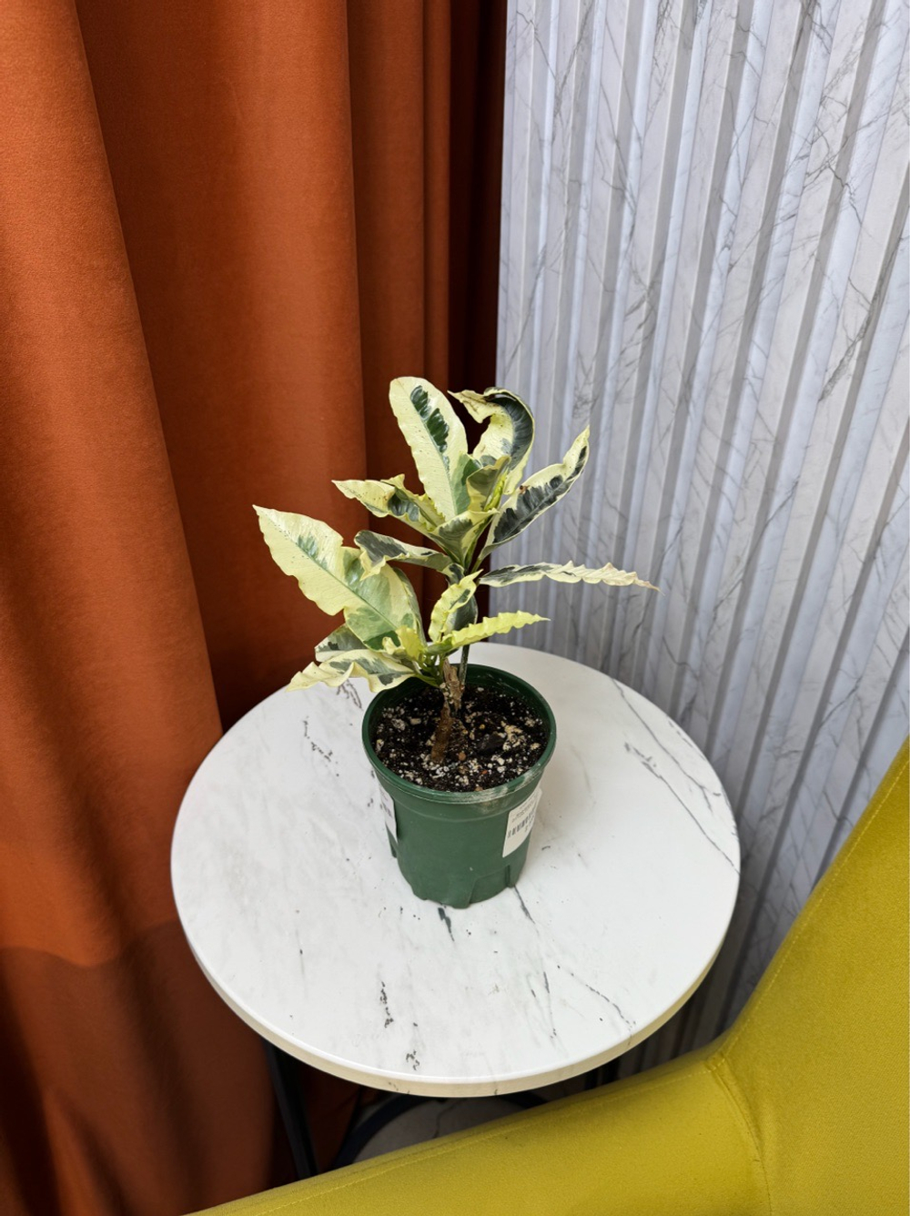 Кодиемум (Кротон) Тамара, D11см Н30см, 1шт, Urban Jungle (7583)