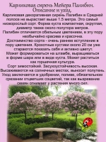 Карликовая сирень Мейера Палибин.