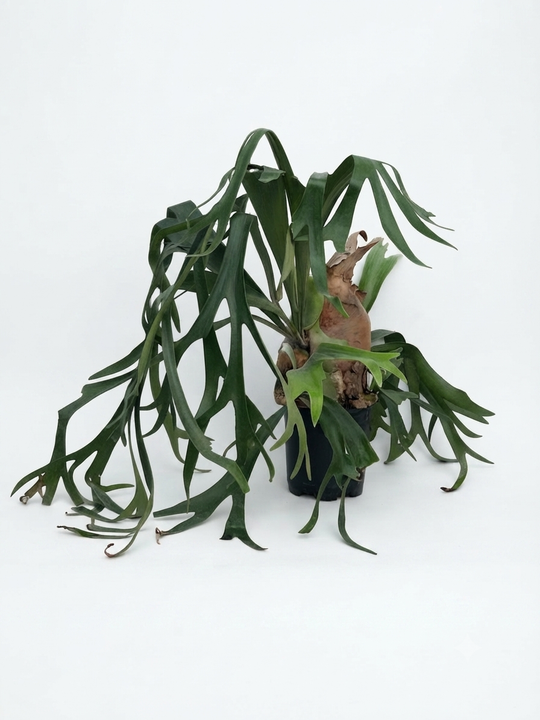 Папоротник Staghorn д. 18