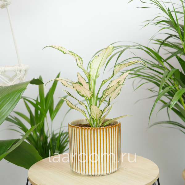 Аглонема Ванилла Бэби 12/35