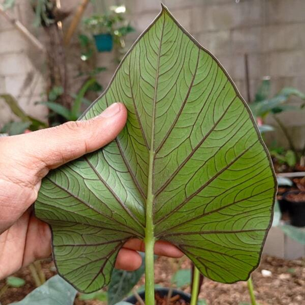 Алоказия ALBATUWAN (A.ALBA х A.SINTANG)