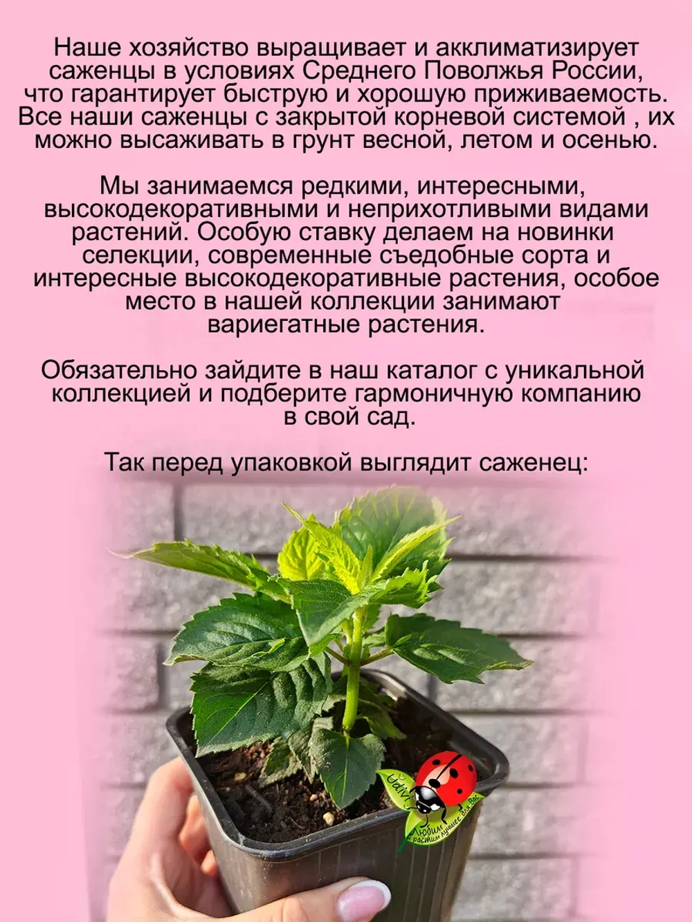 Монарда Би Претти бергамот американская мелисса