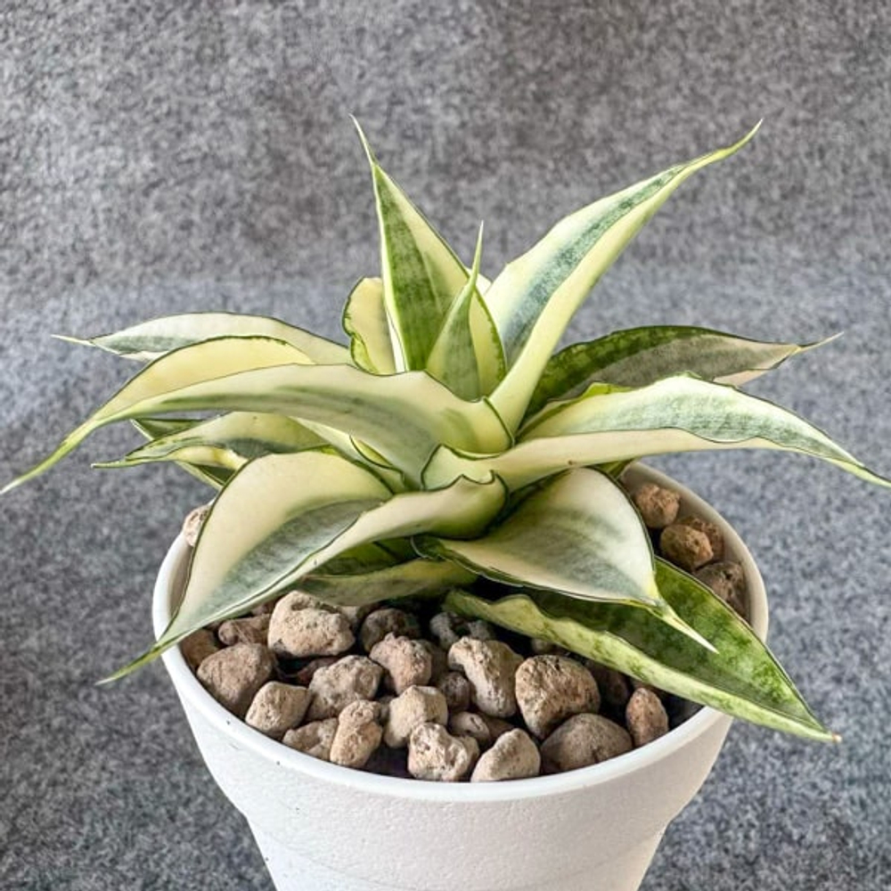 Сансевиерия GABRIELLA WHITE VAR