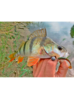 Виброхвосты съедобные LJ Pro Series TIOGA 3.9in (10.00)/T18 5 шт. в упак.