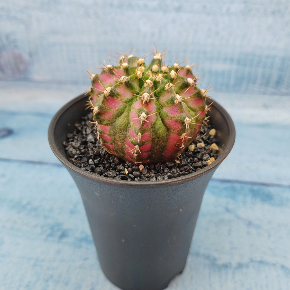 Gymnocalycium T-Rex Pink hybride (Гимнокалициум T-rex)