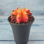 Gymnocalycium Variegata (Гимнокалициум Вариегатный)
