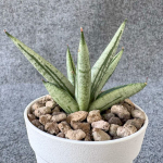 Сансевиерия OASIS