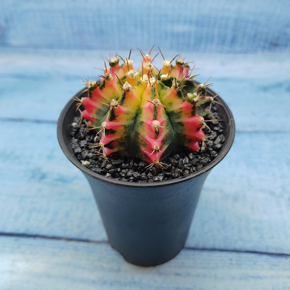 Gymnocalycium Variegata (Гимнокалициум Вариегатный)