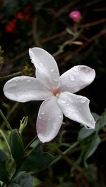 METHYL JASMONATE 100% / МЕТИЛ ЖАСМОНАТ CAS 39924-52-2