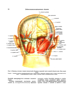 Атлас топографической анатомии человека. Том 1. Голова и шея | Ю.Л. Золотко