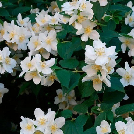 Чубушник Венечный