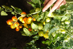 Помидоры — Ola Polka – Оля Полька