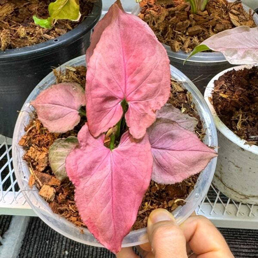 Сингониум PINK PERFECTION PINK ON PINK