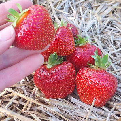 Земляника крупноплодная Соната