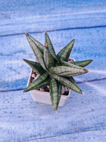 Sansevieria Rocky Crown (Сансевиерия)