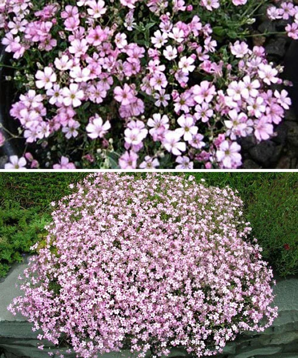 Гипсофила метельчатая Пинк Фестиваль С2 Закупка М39 июнь 2026