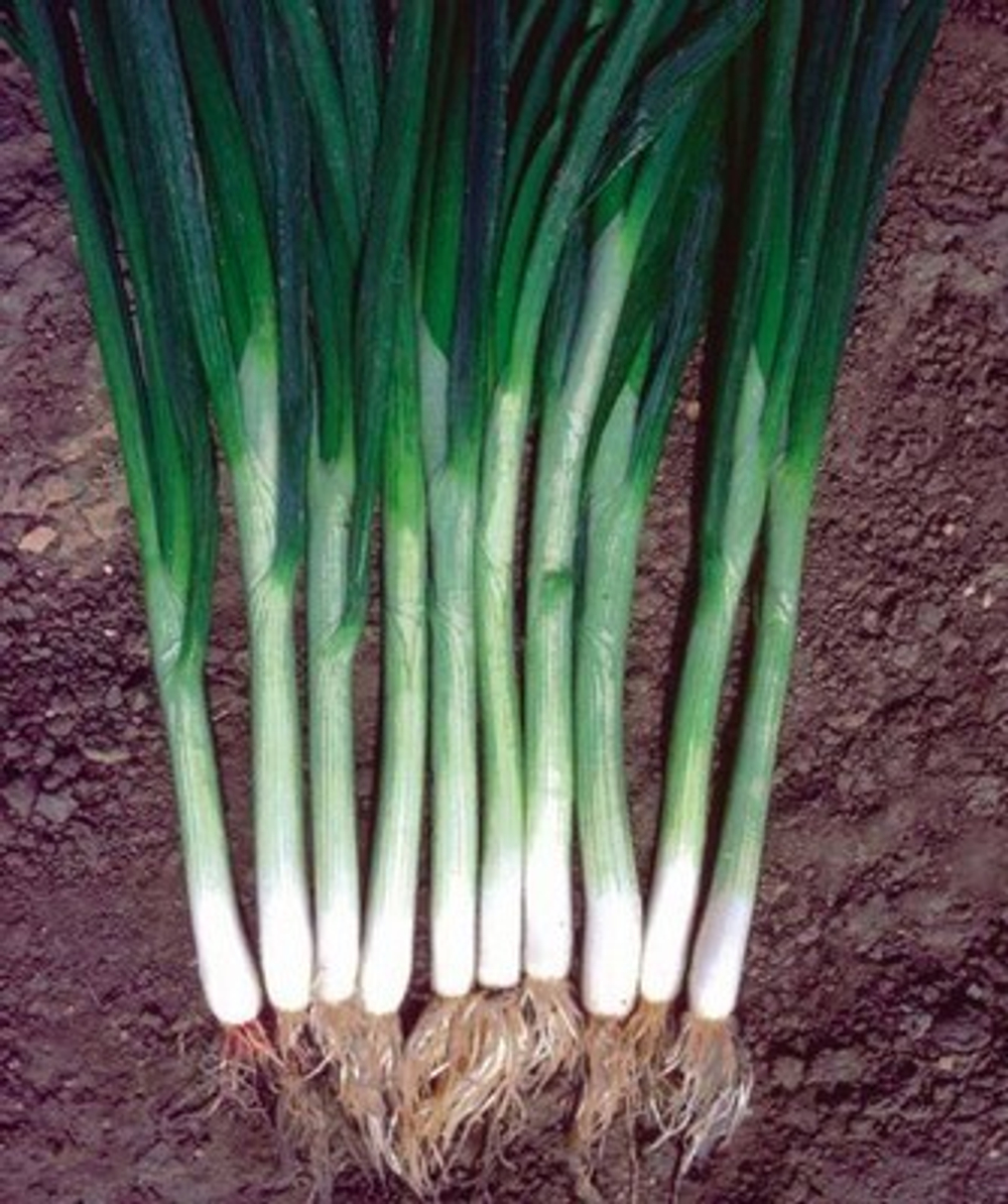 Грин Баннер семена лука на перо (Seminis / Семинис)