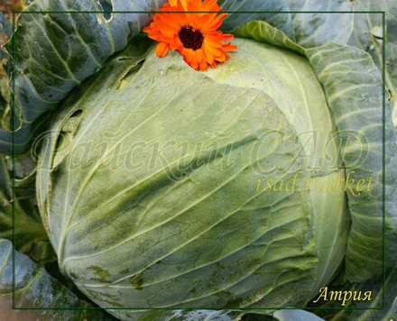 Капуста белокочанная Атрия F1 (Seminis / Семинис) 10 шт.