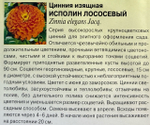 Цинния Исполин лососевый 0,3 г СМЦ-327