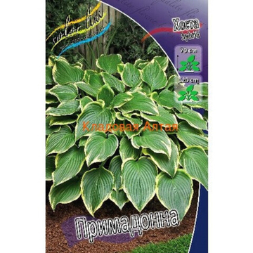 Хоста Примадонна