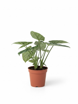 Алоказия Magic Mirror д.12