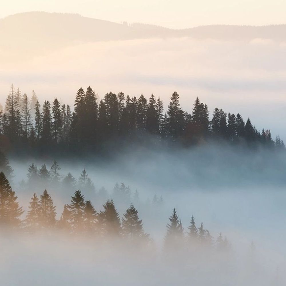 Горный туман (Mountain Mist)