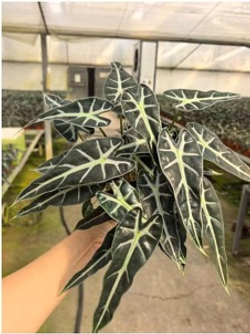 Алоказия Little Fairy д.12