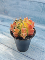 Gymnocalycium Variegata (Гимнокалициум Вариегатный)