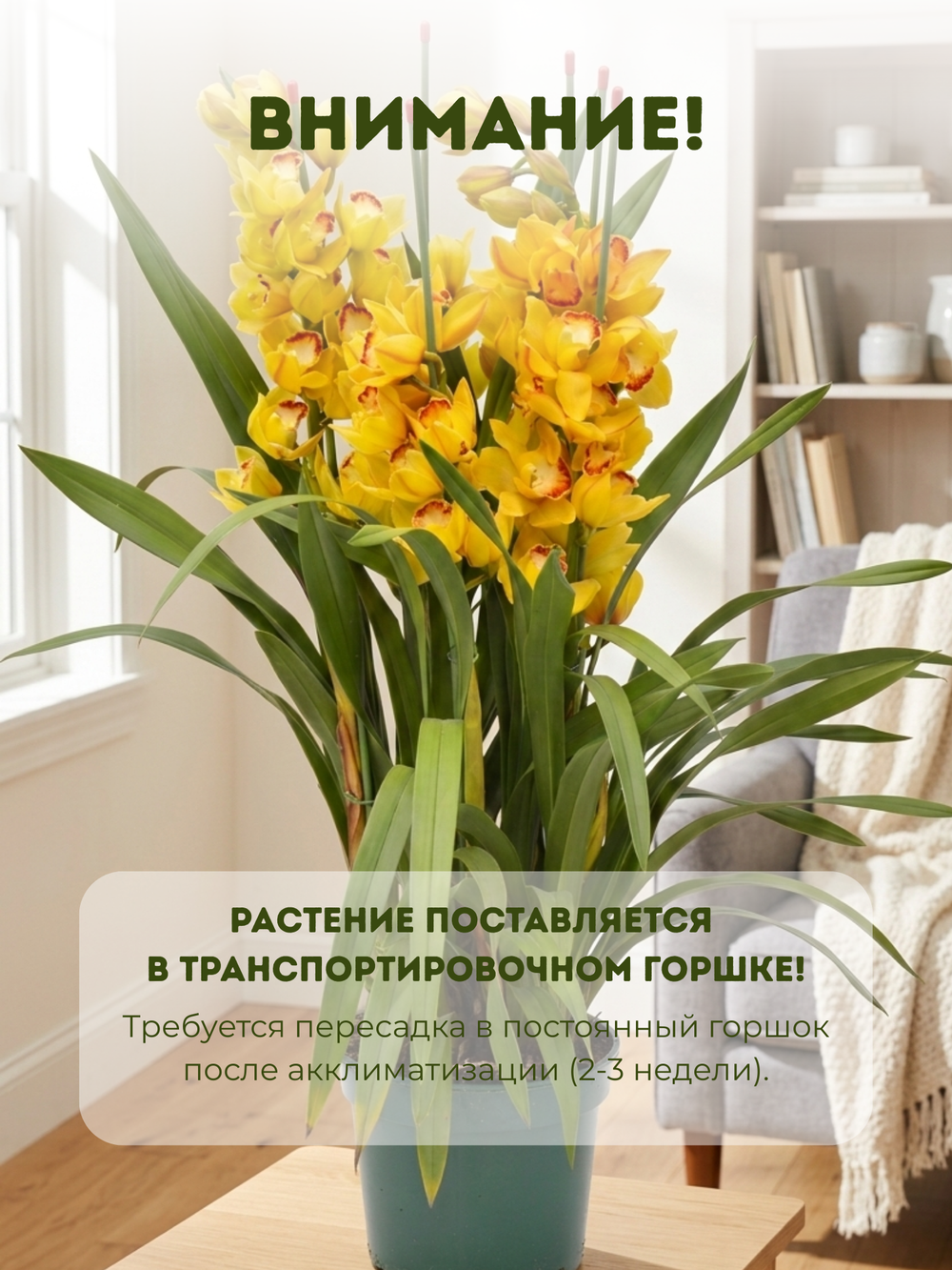 Цимбидиум желтый д. 20