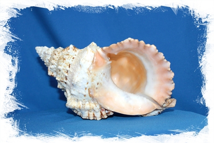 Бурса Бубо, 27см, 1шт