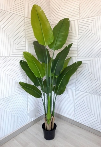 Банановая пальма (стрелиция) 160 см без кашпо