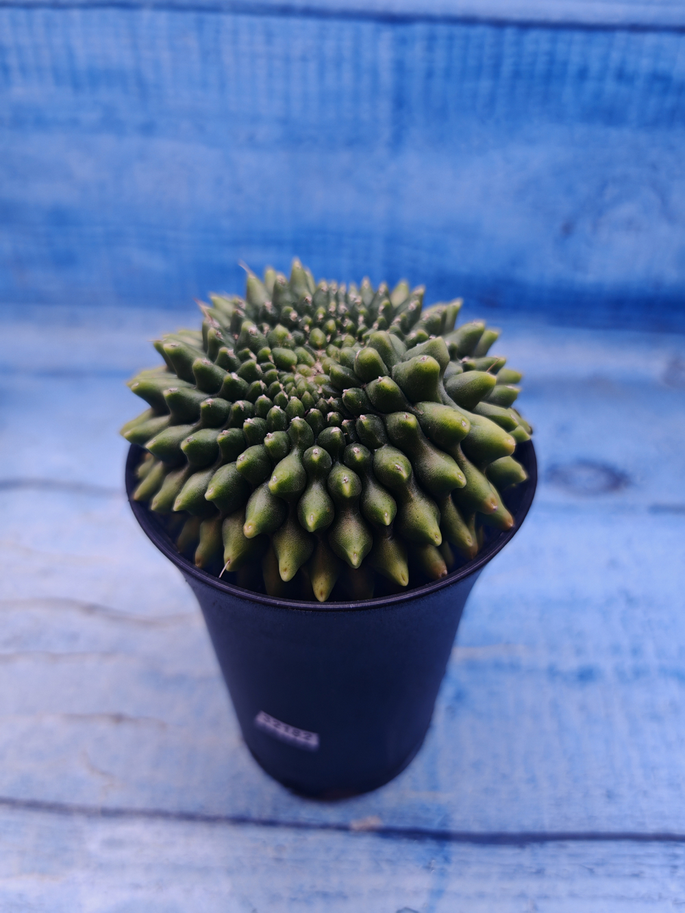 Gymnocalycium Spineless Crested form (Гимнокалициум)