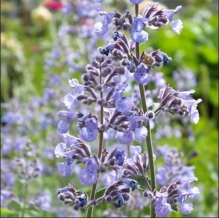 Котовник Фассена  "Six Hills Giant". Nepeta faassenii "Six Hills Giant".