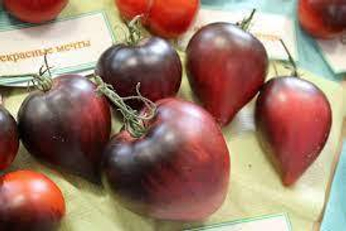 Томат Одинокое сердце сержанта Пеппера