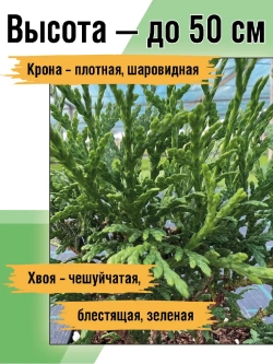Саженец Туя западная Тини Тим