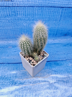 Cleistocactus Strausii (Клейстокактус)