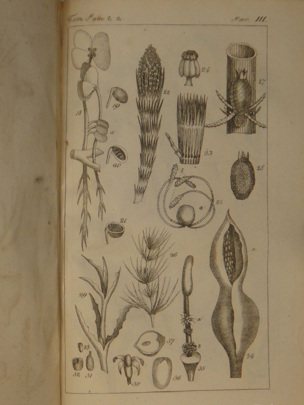 "Основание ботаники и физиологии растений. В 2-х частях". Сочинение А.Ришара. 1837г.