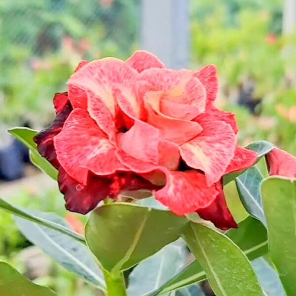 Адениум JAYANTI