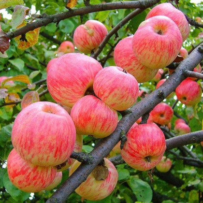 Яблоня Мельба  (горшок 5 л)