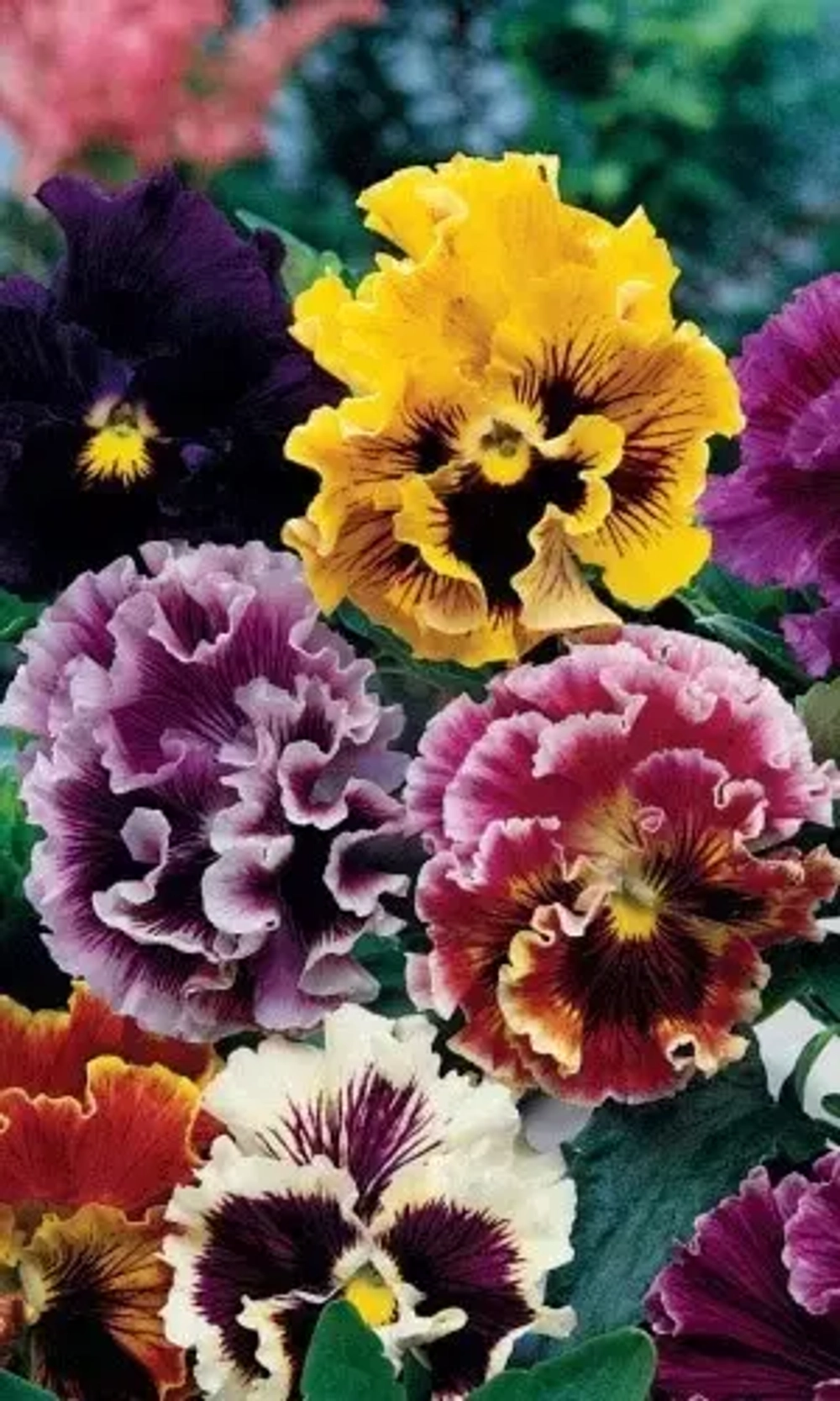 Семена Виола Цветные кружева -рококо 0,1 гр (УД) Е/П