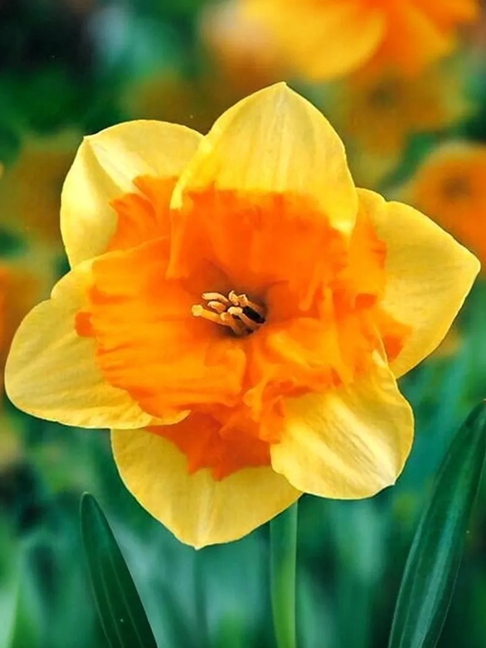 Нарцисс Разрезнокорончатый Конгресс