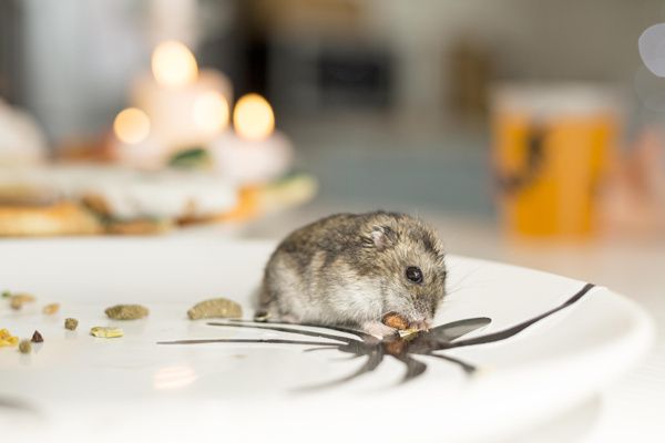 Откуда берутся крысы в квартирах и домах?