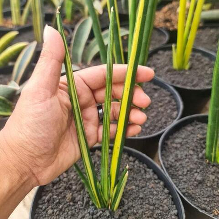 Сансевиерия ERYTHRAEAE