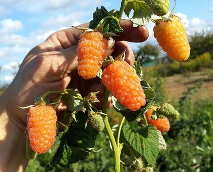 Малина Оранжевое чудо