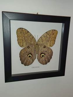 Бабочка Caligo eurilochus испод в рамке