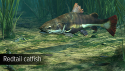 Ultimate Fishing Simulator - Amazon River (для ПК, цифровой код доступа)