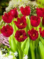 Тюльпан Бахромчатый Версачи