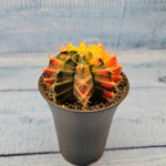 Gymnocalycium Variegata (Гимнокалициум Вариегатный)